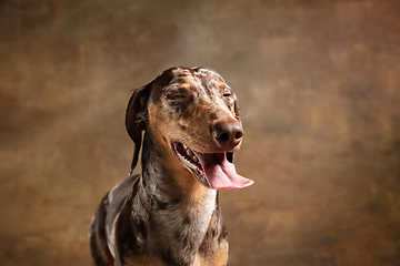 Image showing Cute puppy of Dachshund dog posing isolated over brown background