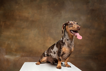 Image showing Cute puppy of Dachshund dog posing isolated over brown background