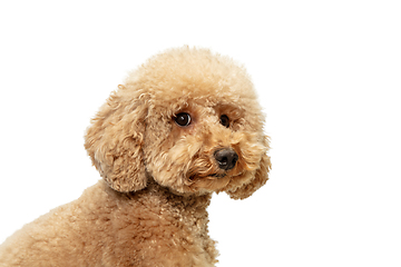 Image showing Cute puppy of Maltipoo dog posing isolated over white background