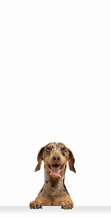 Image showing Cute puppy of Dachshund dog posing isolated over white background