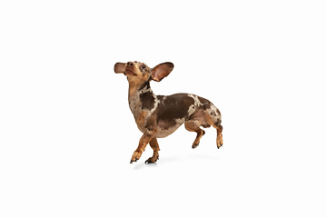 Image showing Cute puppy of Dachshund dog posing isolated over white background