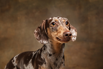 Image showing Cute puppy of Dachshund dog posing isolated over brown background