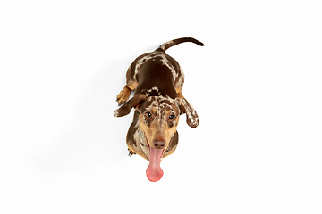 Image showing Cute puppy of Dachshund dog posing isolated over white background