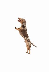 Image showing Cute puppy of Dachshund dog posing isolated over white background