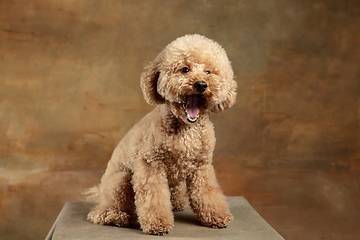 Image showing Cute puppy of Maltipoo dog posing isolated over brown background