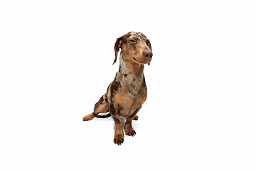 Image showing Cute puppy of Dachshund dog posing isolated over white background