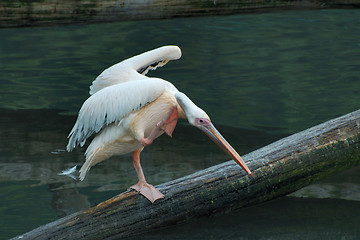 Image showing Pelican