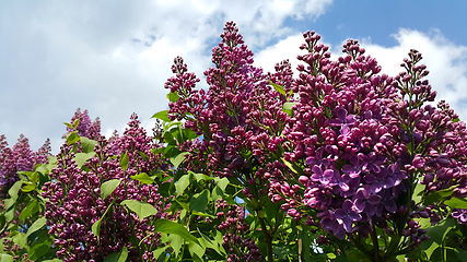 Image showing Beautiful flowering spring branches of bright lilac