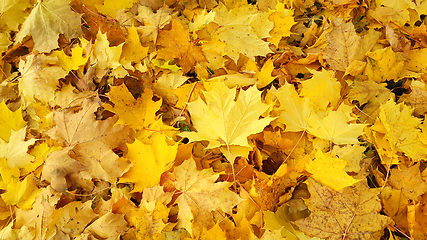 Image showing Yellow autumn background from fallen foliage of maple