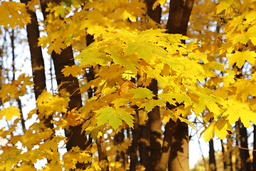 Image showing Beautiful golden autumn leaves of maple