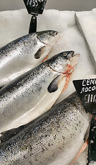 Image showing fresh cooled salmon fish on ice for sale in market