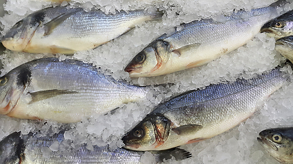 Image showing Fresh cooled fish on ice for sale in market