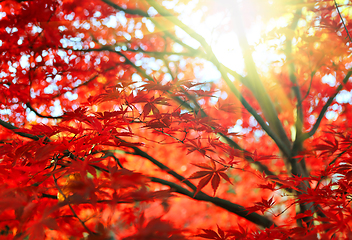 Image showing Bright Japanese maple or Acer palmatum leaves and sunlight