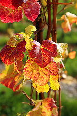Image showing Autumn bright colorful leaves of grape bush