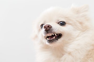 Image showing Irated white pomeranian