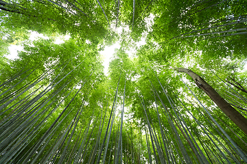 Image showing Looking up at lush green bamboo tree canopy