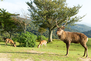 Image showing Deer on mountain