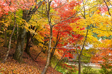 Image showing Japanese temple in autumn season