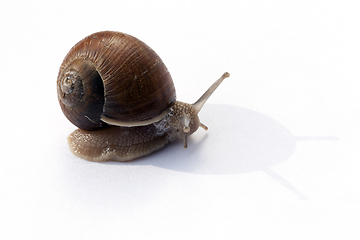 Image showing Crawling snail