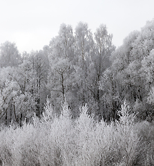 Image showing winter forest