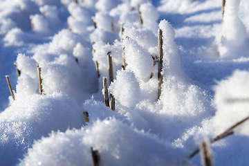 Image showing Snow covered field