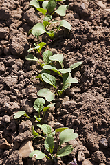 Image showing cucumber plantation