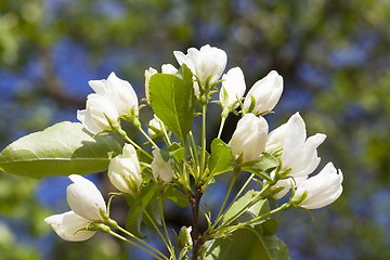 Image showing Flowers of apple