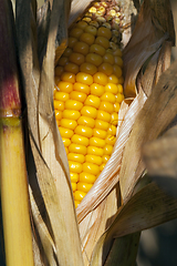 Image showing corn, close up