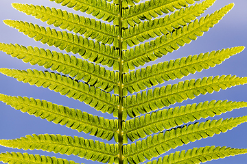 Image showing green leaf fern