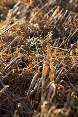 Image showing Yellow grass