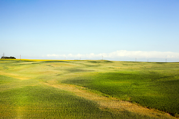 Image showing Green field