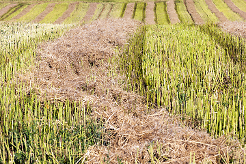 Image showing Straw bales