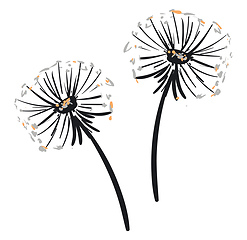 Image showing A pair of dandelions vector or color illustration