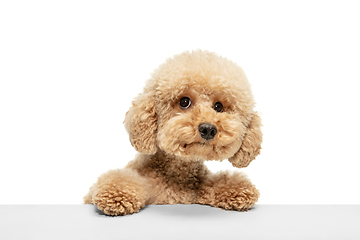 Image showing Cute puppy of Maltipoo dog posing isolated over white background