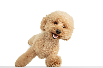 Image showing Cute puppy of Maltipoo dog posing isolated over white background