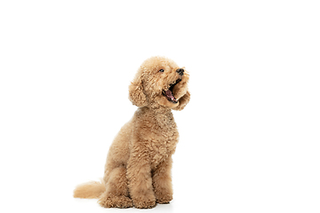 Image showing Cute puppy of Maltipoo dog posing isolated over white background