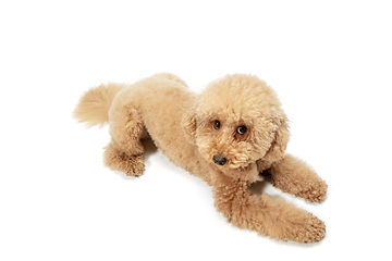 Image showing Cute puppy of Maltipoo dog posing isolated over white background