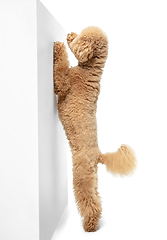 Image showing Cute puppy of Maltipoo dog posing isolated over white background