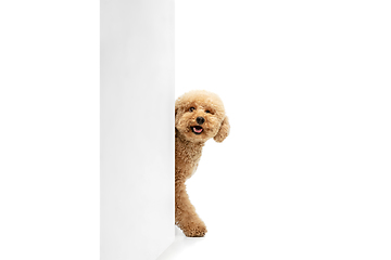 Image showing Cute puppy of Maltipoo dog posing isolated over white background