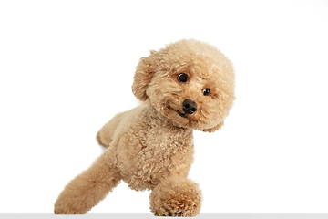 Image showing Cute puppy of Maltipoo dog posing isolated over white background