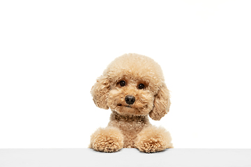 Image showing Cute puppy of Maltipoo dog posing isolated over white background