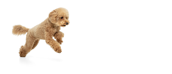 Image showing Cute puppy of Maltipoo dog posing isolated over white background