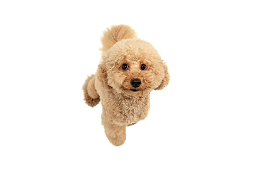 Image showing Cute puppy of Maltipoo dog posing isolated over white background