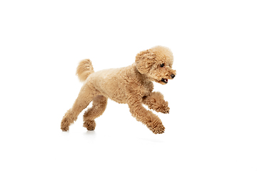 Image showing Cute puppy of Maltipoo dog posing isolated over white background