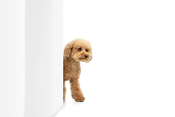 Image showing Cute puppy of Maltipoo dog posing isolated over white background