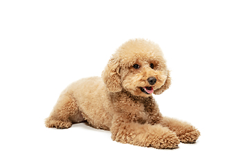 Image showing Cute puppy of Maltipoo dog posing isolated over white background