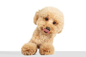 Image showing Cute puppy of Maltipoo dog posing isolated over white background