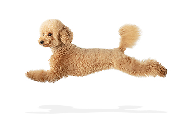 Image showing Cute puppy of Maltipoo dog posing isolated over white background