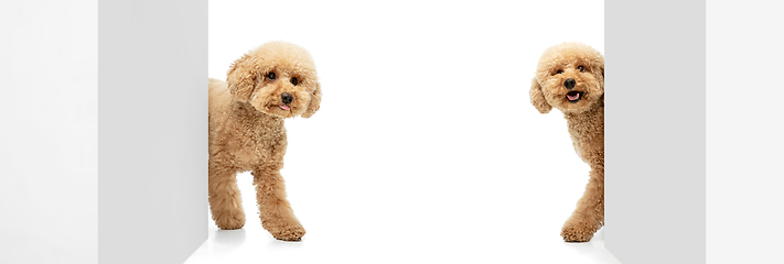 Image showing Cute puppy of Maltipoo dog posing isolated over white background