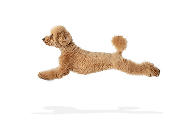 Image showing Cute puppy of Maltipoo dog posing isolated over white background